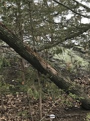 Sciurus carolinensis