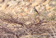 Corythaixoides concolor pallidiceps