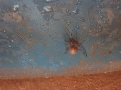 Latrodectus geometricus