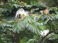 Calliandra pittieri