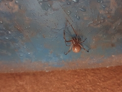 Latrodectus geometricus