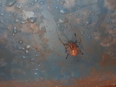 Latrodectus geometricus