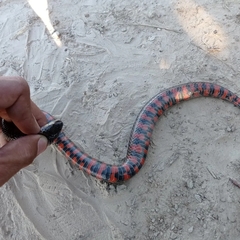 Helicops leopardinus