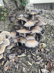 Coprinellus micaceus