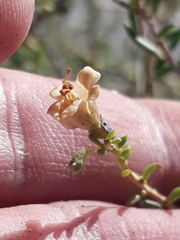 Lycium chilense chilense