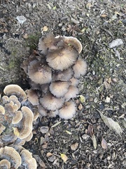 Coprinellus micaceus