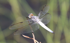 Palpopleura deceptor