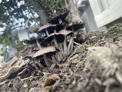 Coprinellus micaceus