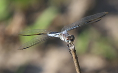 Palpopleura deceptor