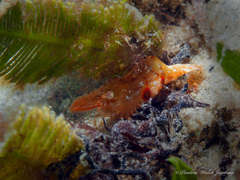 Leander tenuicornis
