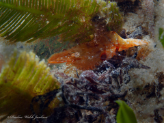 Leander tenuicornis