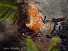 Leander tenuicornis