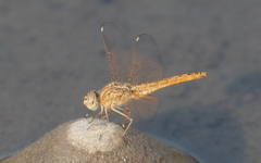 Brachythemis lacustris