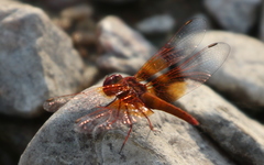 Brachythemis lacustris