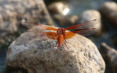Brachythemis lacustris