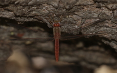 Crocothemis divisa