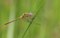 Orthetrum abbotti
