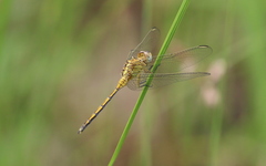 Orthetrum abbotti