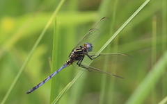 Orthetrum caffrum