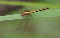 Orthetrum abbotti