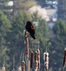 Agelaius phoeniceus caurinus