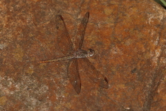 Crocothemis divisa