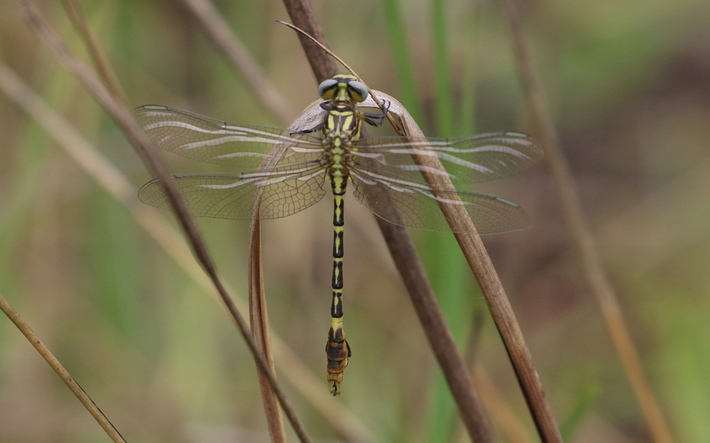 Intermediate Claspertail