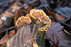 Stereum insignitum