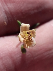 Lycium chilense chilense