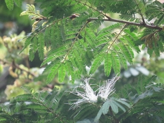 Calliandra pittieri