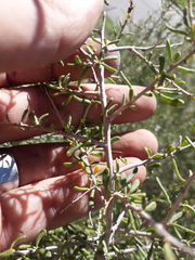 Lycium chilense chilense