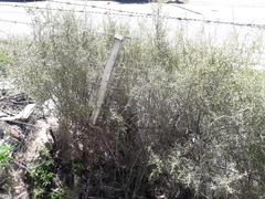 Lycium chilense chilense