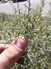 Lycium chilense chilense