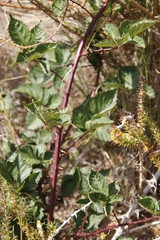 Rubus affinis
