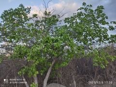 Talisia esculenta