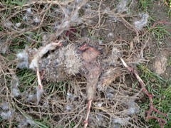 Oryctolagus cuniculus