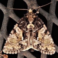 Chytonix