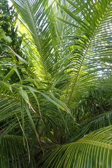 Nephrosperma vanhoutteanum