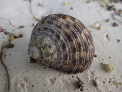 Nerita textilis