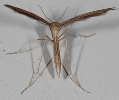 Lioptilodes albistriolatus