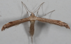 Lioptilodes albistriolatus