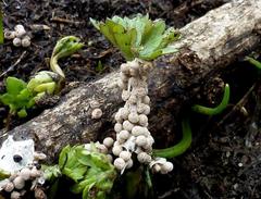 Polyschismium fallax