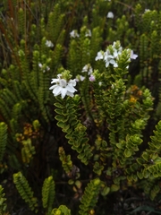 Veronica masoniae
