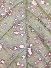 Sphaerulina westendorpii