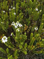 Veronica masoniae