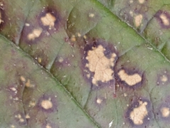 Sphaerulina westendorpii