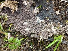 Polyschismium fallax