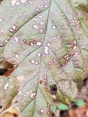 Sphaerulina westendorpii