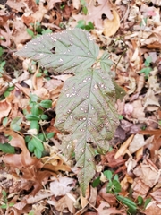 Sphaerulina westendorpii