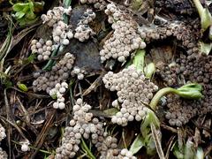 Polyschismium fallax